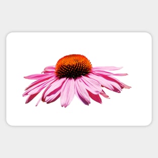 Echinacea Purpurea on White Background Sticker